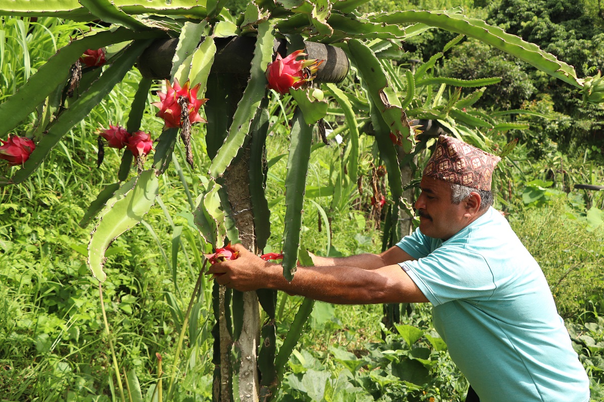जागिरको फेन्सनपछि ‘ड्रागन फुड’मा रमाउँदै धादिङका किसान